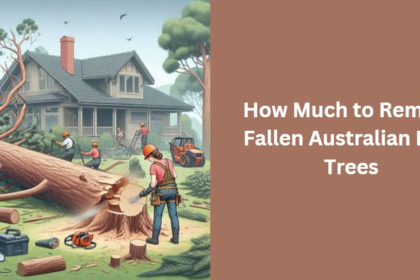 How Much to Remove Fallen Australian Pine Trees